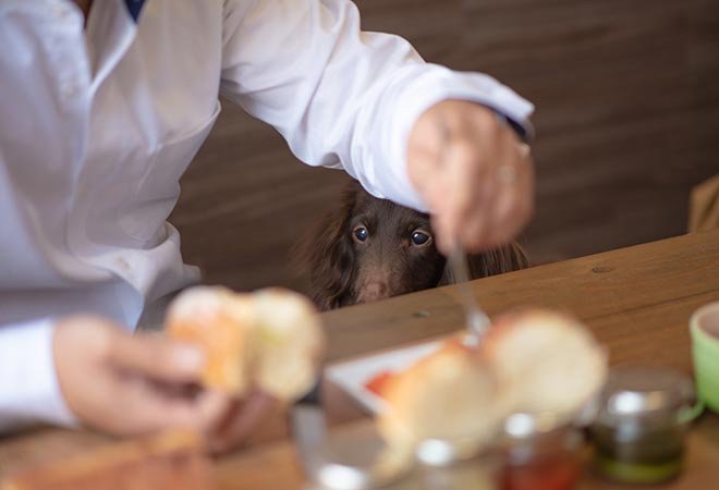 お部屋で愛犬とバーベキュー