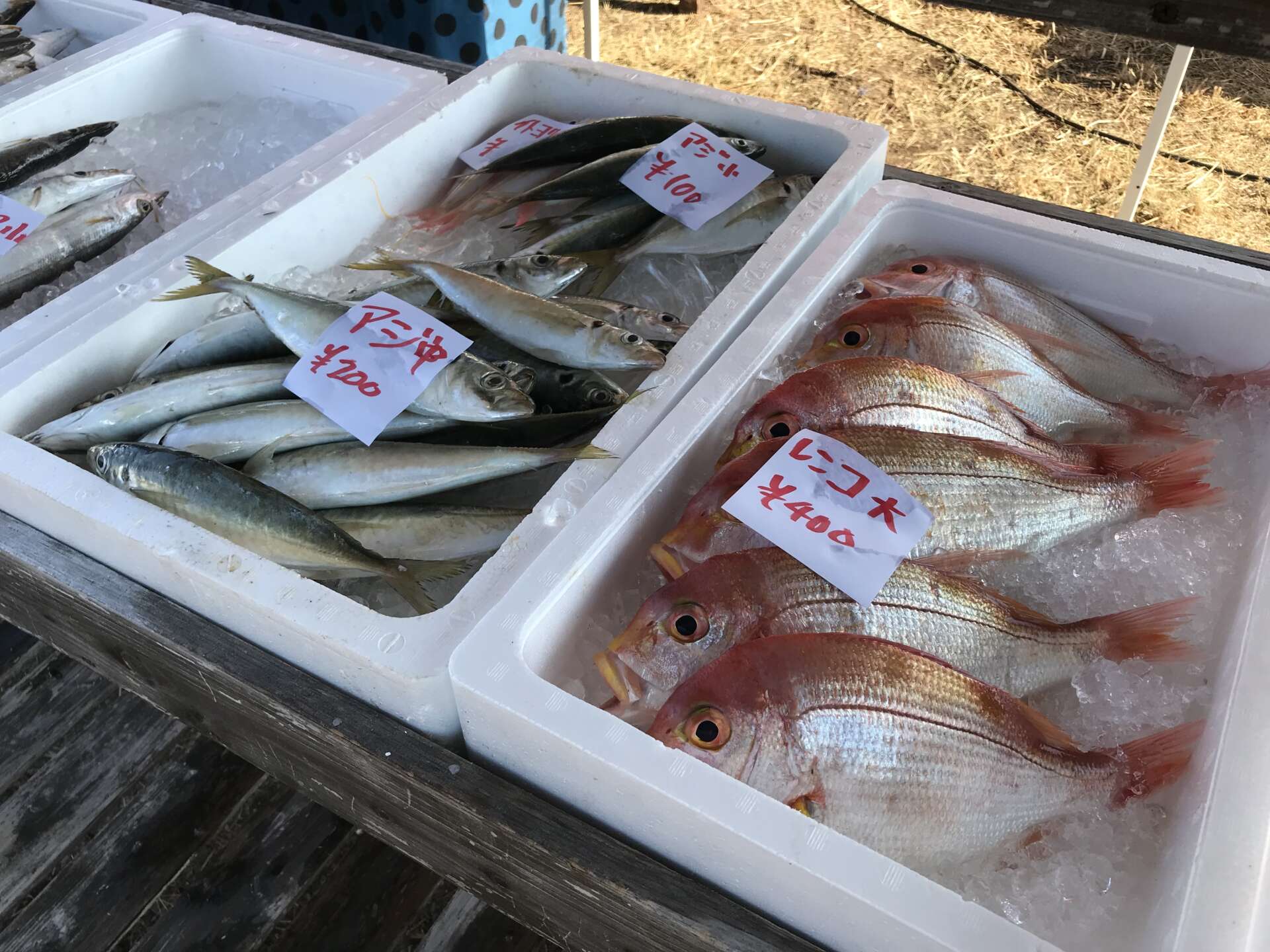 【5/29(日)伊王島朝市】海の幸や農産物を朝市特価で販売！禁漁前の伊勢海老やウニの殻割り体験も！