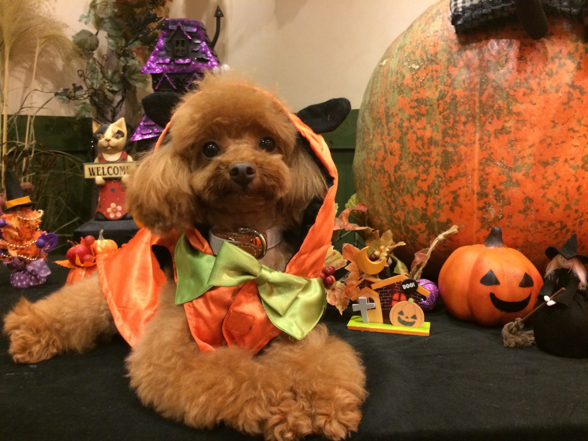 DOG HALLOWEEN in i+Land nagasaki開催