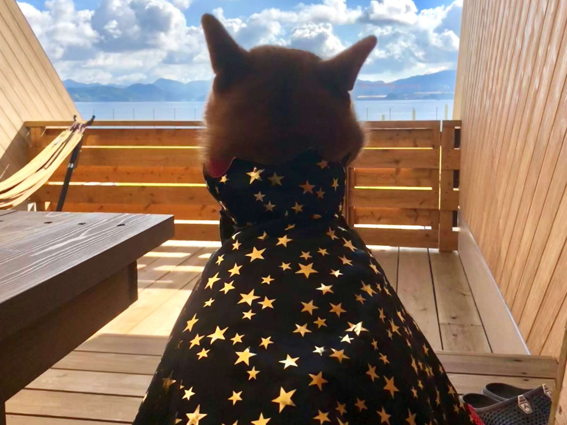 DOG HALLOWEEN in i+Land nagasaki開催