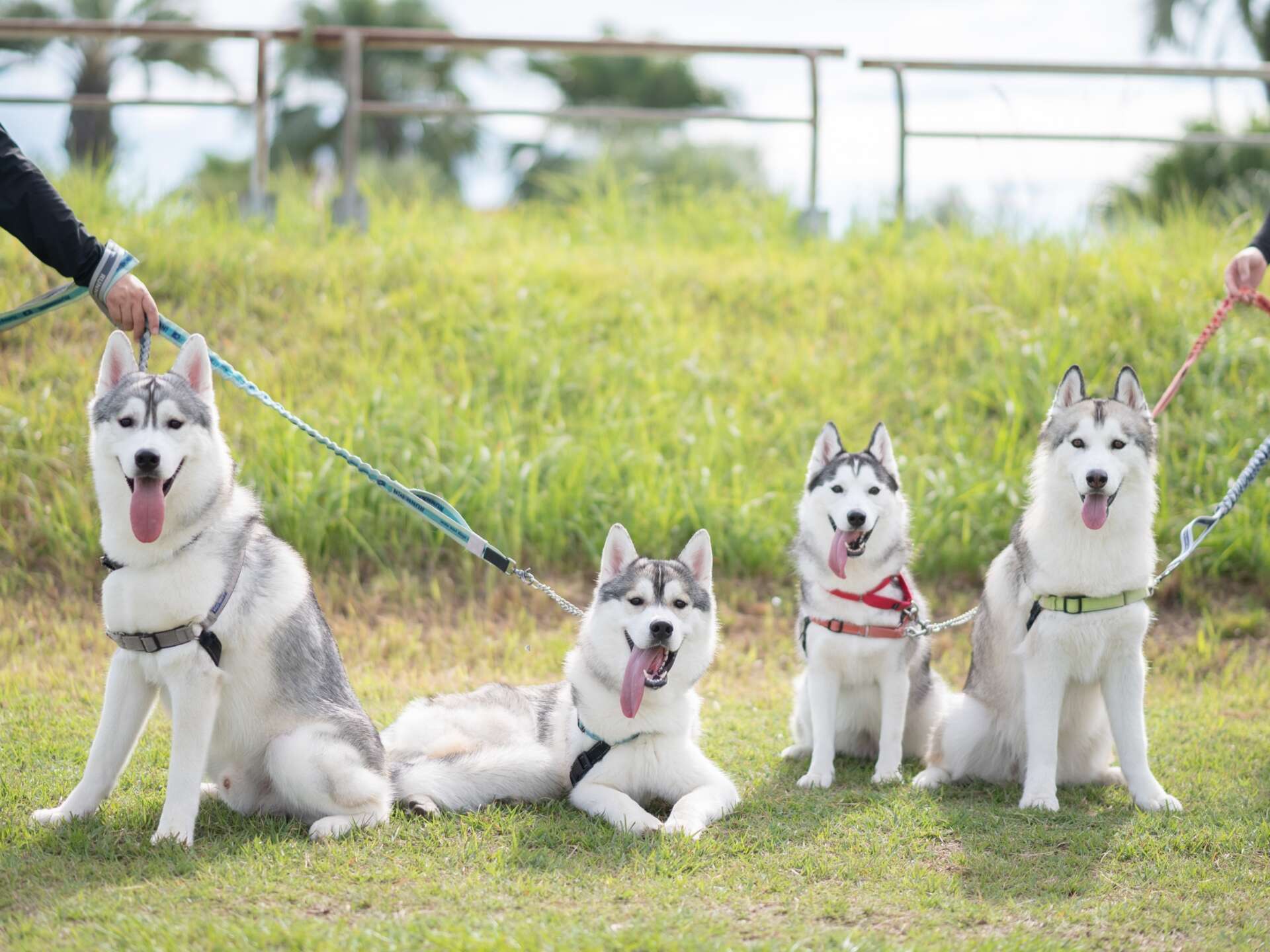 春のワンコイベント開催！《WAN🐾DERLAND》4/11(土)、12(日)