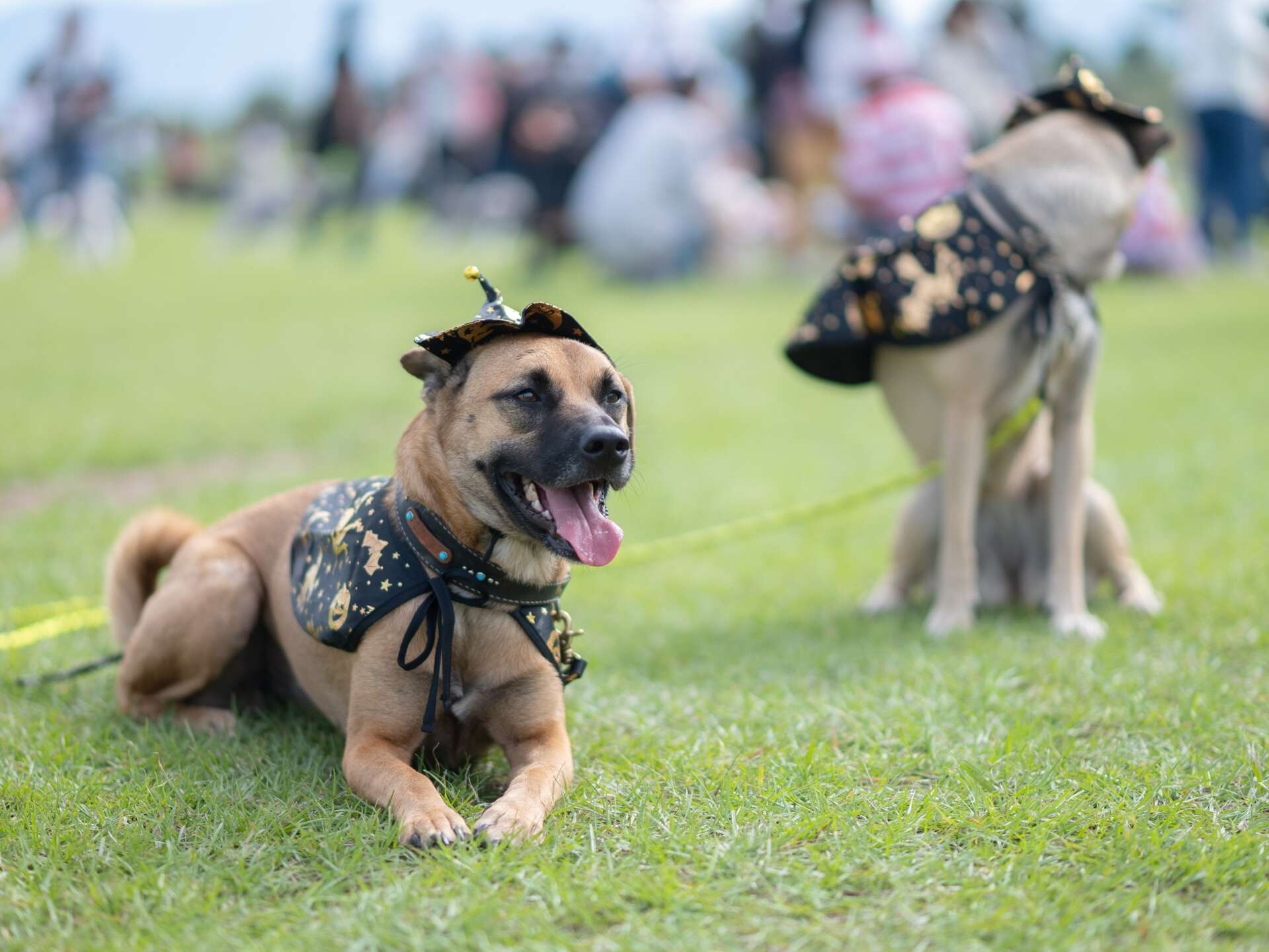 春のワンコイベント開催！《WAN🐾DERLAND》4/11(土)、12(日)