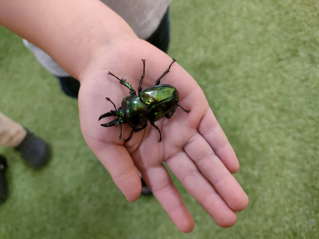 カブトムシ