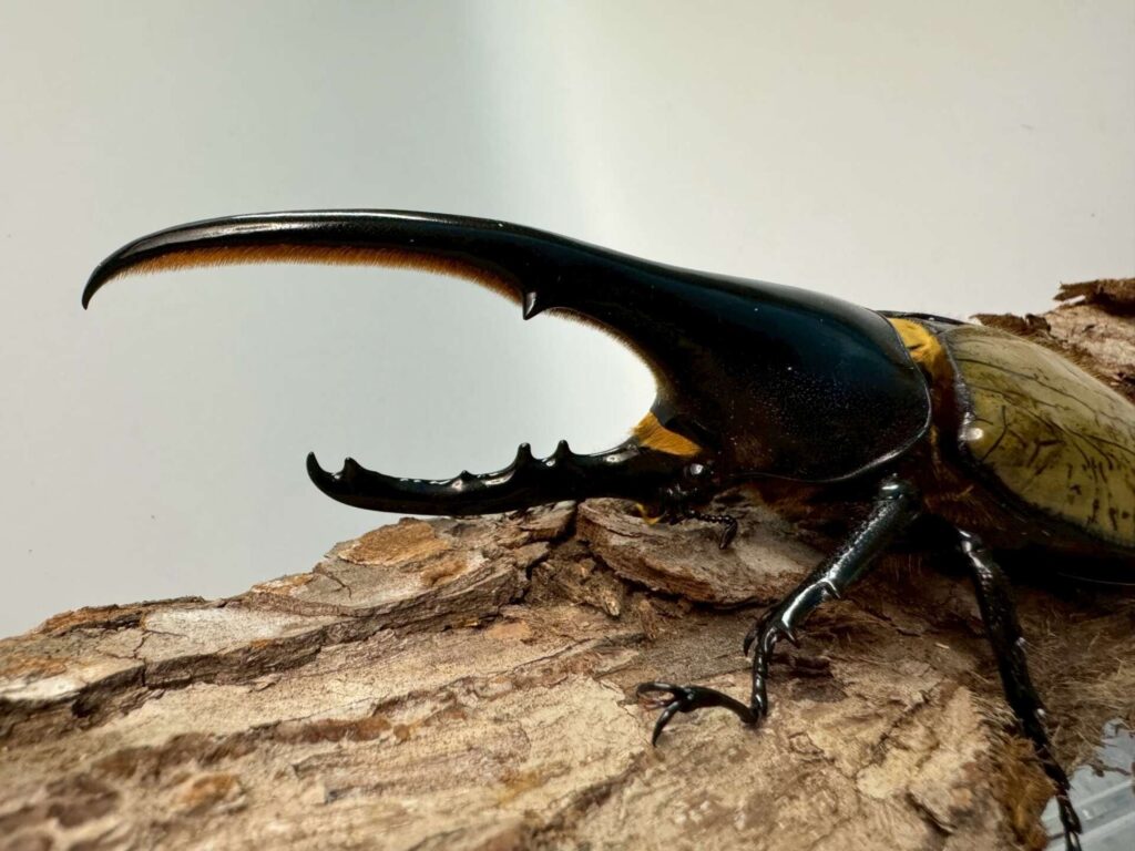 カブトムシ